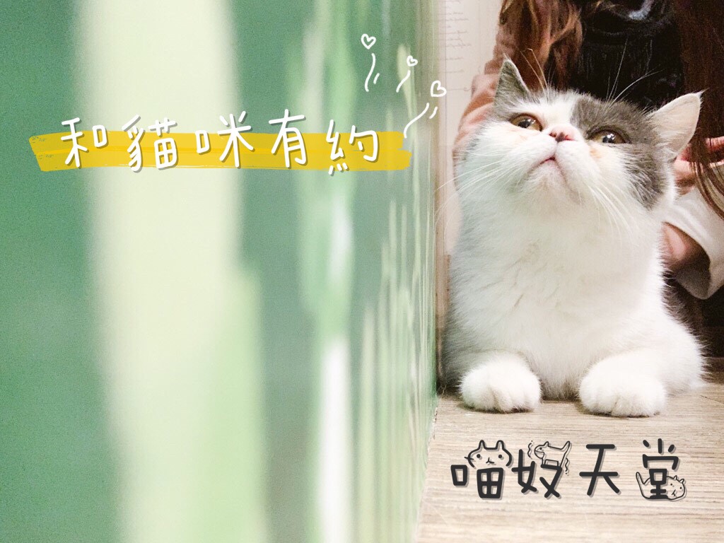 [食記] 松山.和貓咪有約.吸貓吸到飽.20隻萌小貓